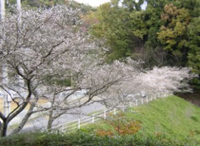 緑の公園2 緑の公園2