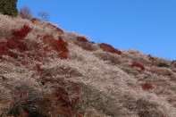 IMG_0133 IMG_0133