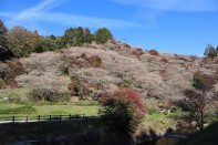 川見四季桜の里 川見四季桜の里
