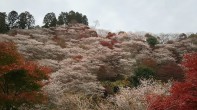 川見四季桜の里 川見四季桜の里