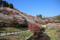 川見四季桜の里 川見四季桜の里