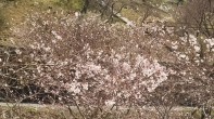 DSC_1607 DSC_1607