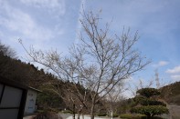 IMG_0387 IMG_0387